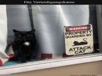 Katzenspion: Die leise Wachkatze!