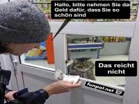 Katzensteuer: Nur Bares ist Wahres!