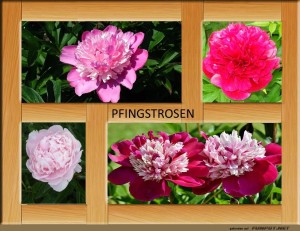 Pfingstrosen.jpg auf www.funpot.net