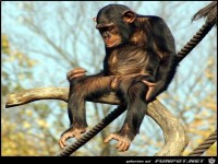 ein mnnlicher Affe