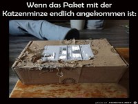 Katzenminze ist gekommen