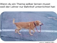 Hund f�hrt sich selbst Gassi