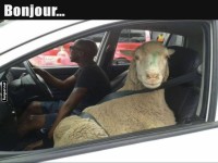 Schaf auf Roadtrip: Fahrgemeinschaft der besonderen Art