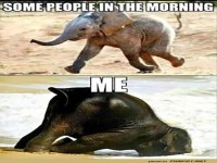 Morgenroutine: Elefant vs. Realitt