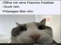 Katze entdeckt das Geheimnis des Bieres!