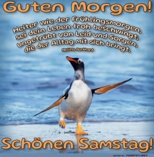 Pinguin-auf-Morgentour.jpg auf www.funpot.net