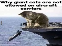 Riesenkatzen auf Flugzeugtr�gern verboten!