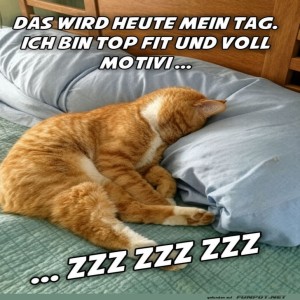 Pläne-vs.-Realität:-Kater-Edition.jpg von Josie-96
