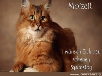 Moizeit
