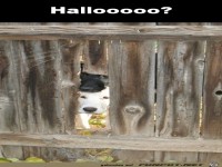 Halloooo - lustige Hunde