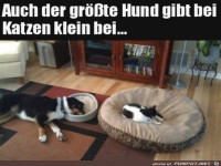 Hund hat kapituliert