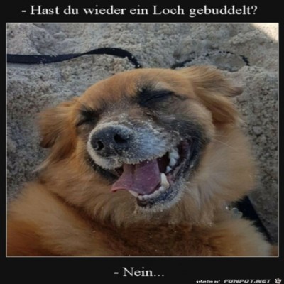 Zufriedener-Hund.jpg von Lina