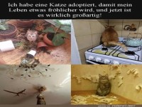 Katzen-Chaos: Ein Zuhause wird kreativ