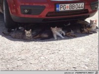 lifebuzz-d1de2e1cfe58801b5ee49e8d6453872a-limit 2000