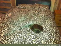 Menschen-kleiden-sich-wie-Umgebung-8