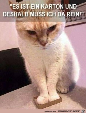 Es-ist-ein-Karton....jpg auf www.funpot.net