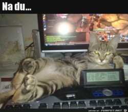 Coole-Katze.jpg auf www.funpot.net