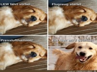 Typisch Hund