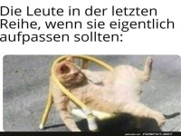 Entspannter Kater in der letzten Reihe