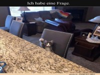 Katzenfrage im Wohnzimmer