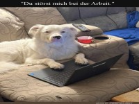 Home Office auf vier Pfoten
