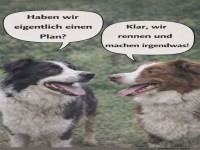 Hundebesprechung im Chaosmodus!