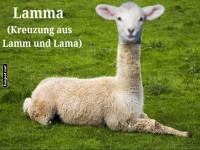 Das mysteri�se Lamama entdeckt!