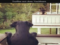 Balkongespr�che unter Fellnasen