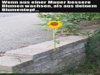Sch�ne Blume