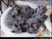 7 nee 8auf einen Streich