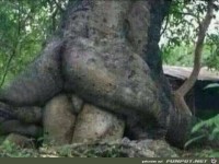 Seltsamer Pflanzenwuchs...