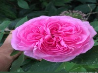 Gartenimpressionen Nr 2