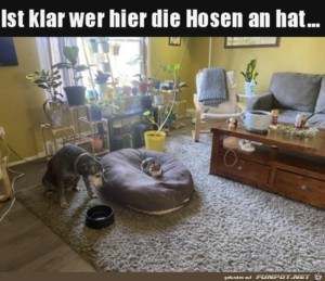 Katze-hat-die-Hosen-an.jpg auf www.funpot.net