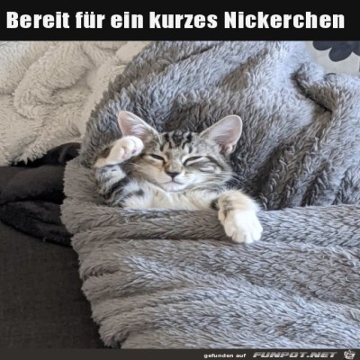 Bereit-f&uuml;rs-Nickerchen.jpg von Steven