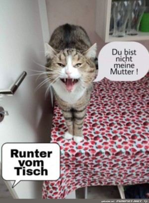 Runter-vom-Tisch.jpg auf www.funpot.net