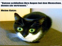 Katzen schlieen ihre Augen