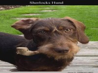 Sherlock Bones auf Schn�ffeltour!
