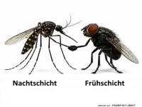 Insekten-Kollegen beim Schichtwechsel