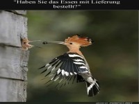 Express-Lieferservice der Natur