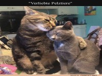 Katzencuddle des Jahres!