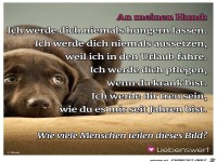 An meinen Hund