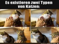 Zwei Typen von Katzen