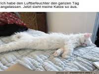 Zottelfell wegen des Luftbefeuchters