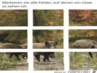 Wo ist berall ein Lwe zu sehen?