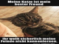 Skeptische Katze als bester Freund