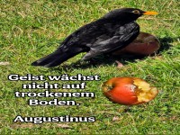 Geist wchst nicht auf trockenem Boden