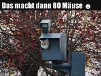 Kreative Katzenentdeckung