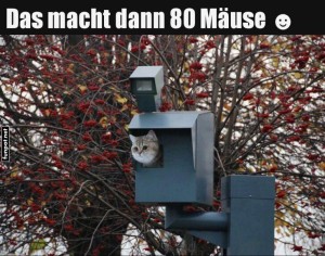 Kreative-Katzenentdeckung.jpg auf www.funpot.net