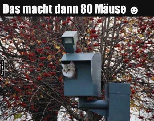 Kreative-Katzenentdeckung.jpg auf www.funpot.net