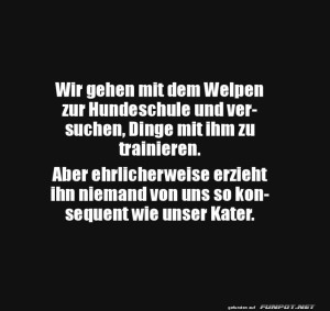 fun-Bild: Hundetraining auf Katzenniveau